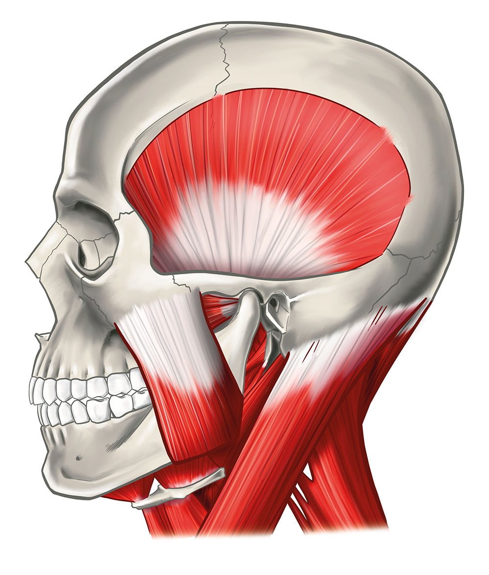 ANATOMÍA